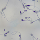 Illustration for article titled Scientists Have Created Spermlike Robots Called MagnetoSperm